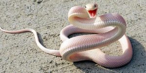 Bị rắn cắn là lời cảnh báo về những mối quan hệ xung quanh