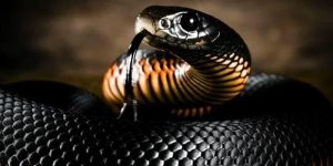 mơ thấy rắn màu đen