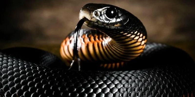 mơ thấy rắn màu đen